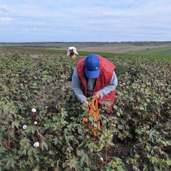 Cotton in Ukraine