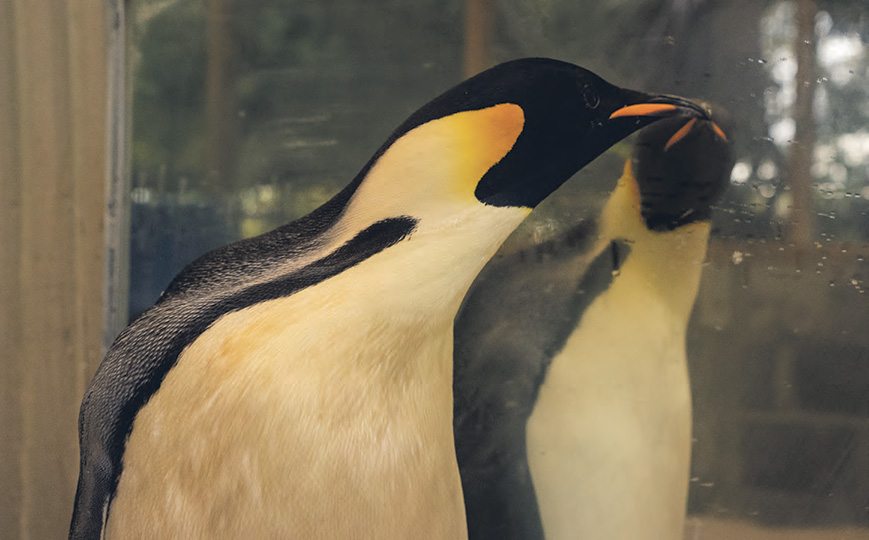Gus looking in mirror