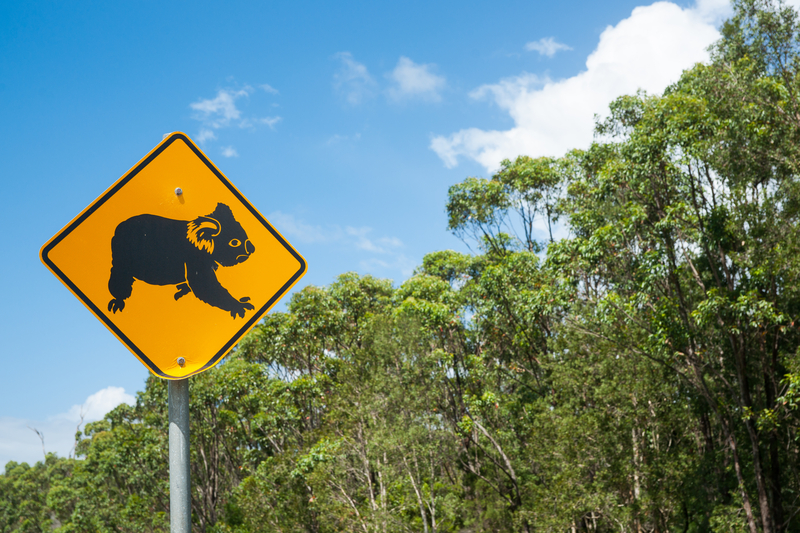 koala crossing sign