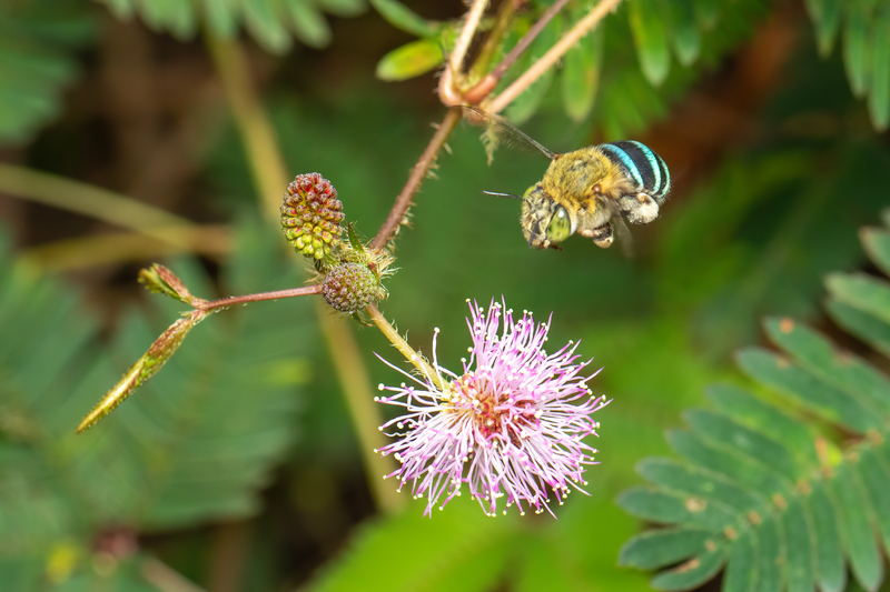 Blue banded bee