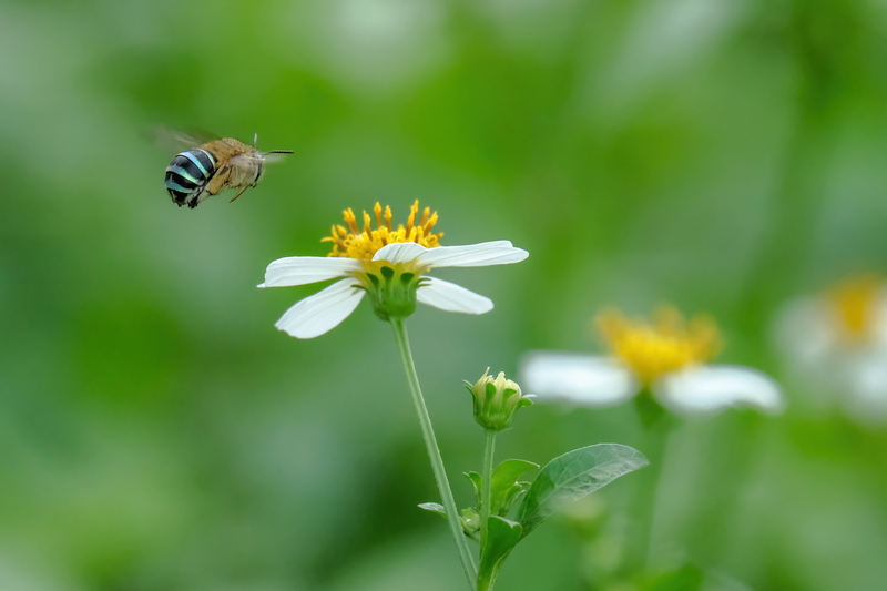 Blue Banded Bee