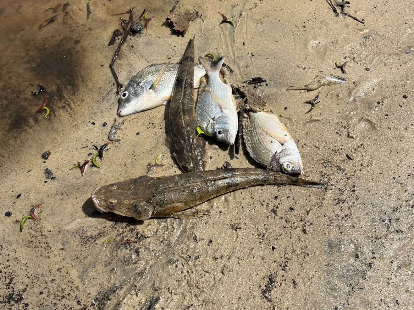 Dead fish