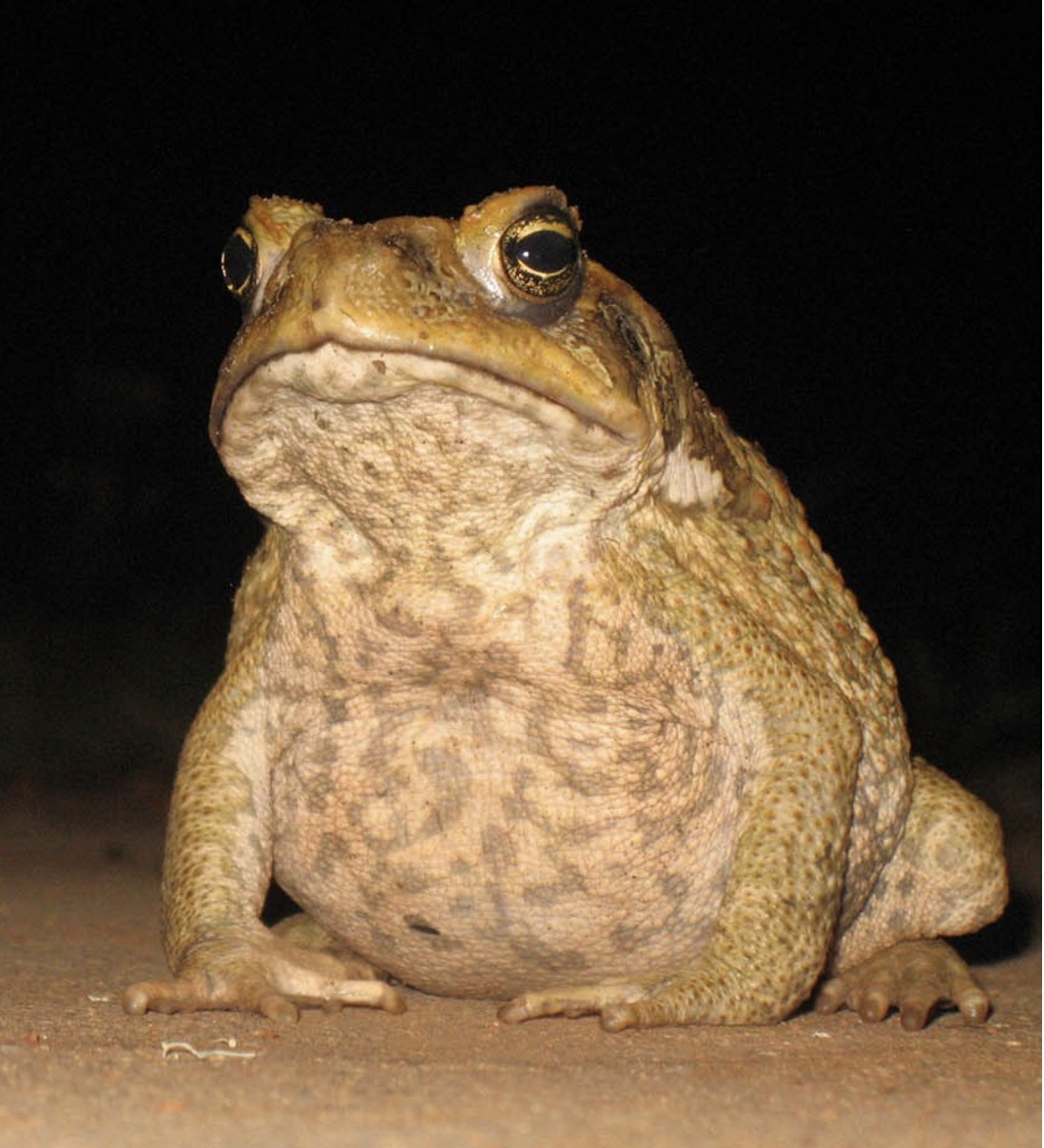 Cane toad