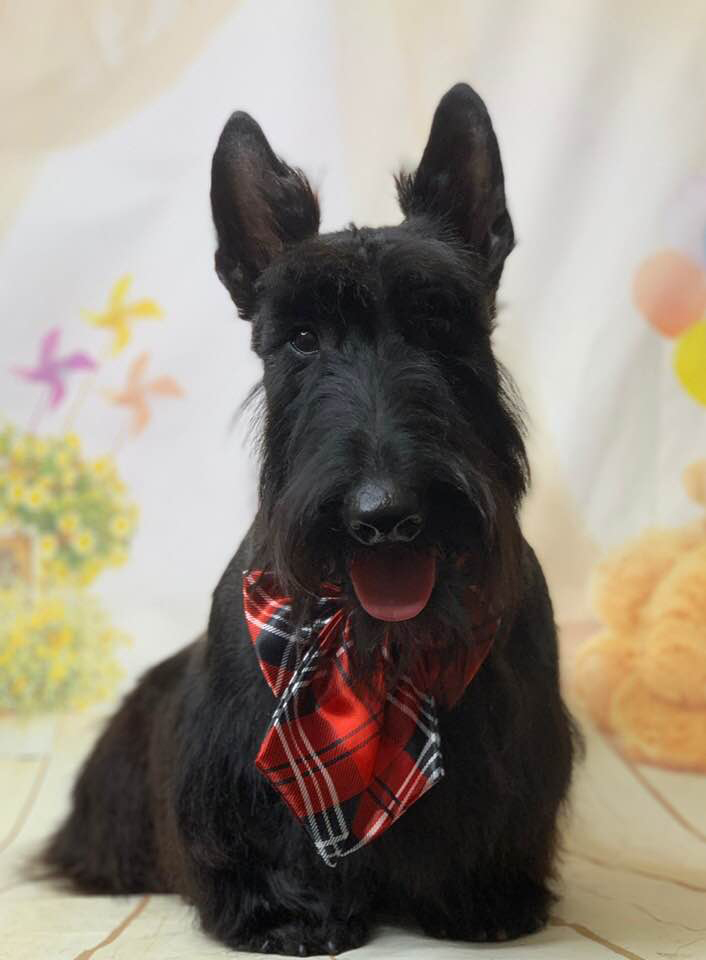 Scottie
