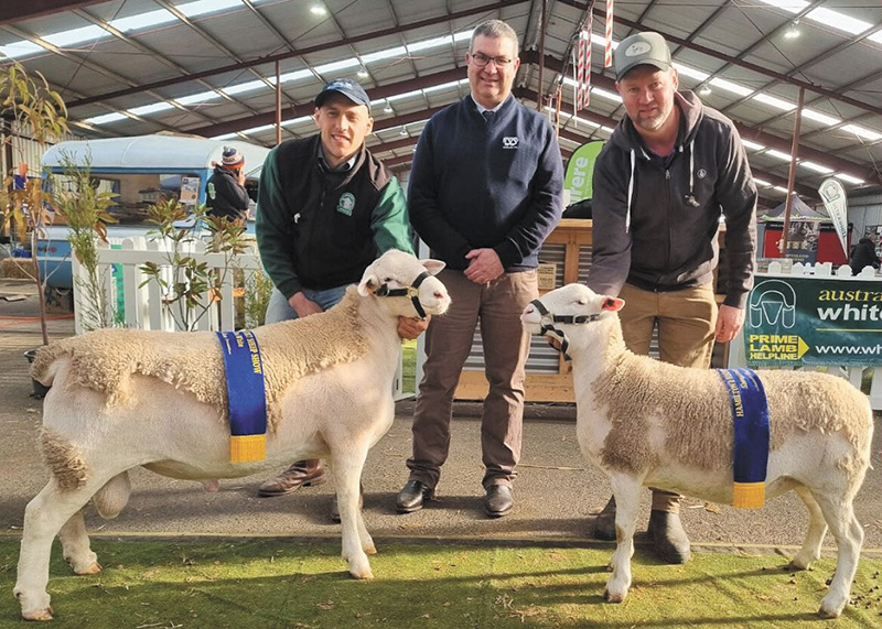 2025 Hamilton Sheepvention inaugural UltraWhite showing winners, L-R Champion UltraWhite Ram won by Anden Stud, Judge Will Milroy, TAS, and Champion UltraWhite Ewe won by Induro Stud. Photo: Facebook.