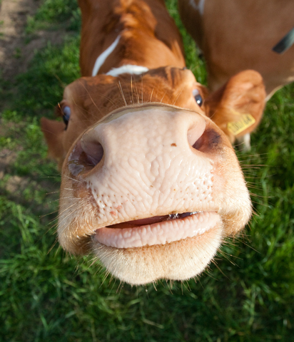 Yes, this is a cow, and she lives in that part of the British Isles the answer to Q7.