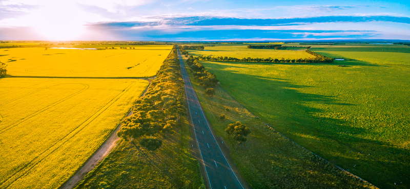 Canola fields