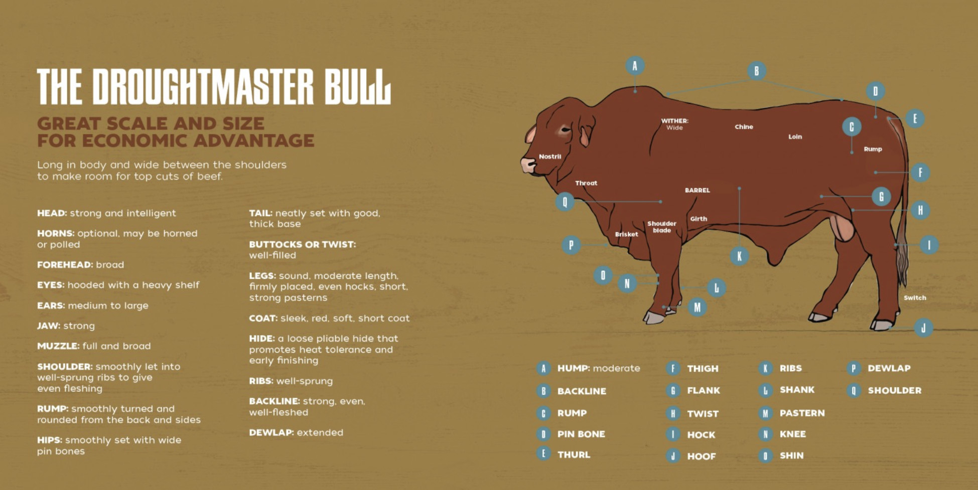 Droughtmaster bull