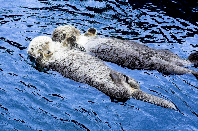 Otters