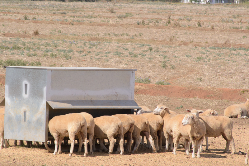 sheep feeder