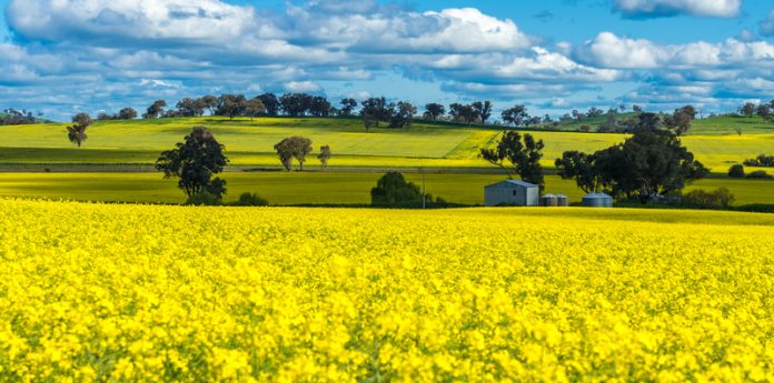 Canola fields