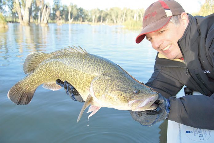 Victoria’s Murray cod fisheries are in strong shape ahead of the annual season opening