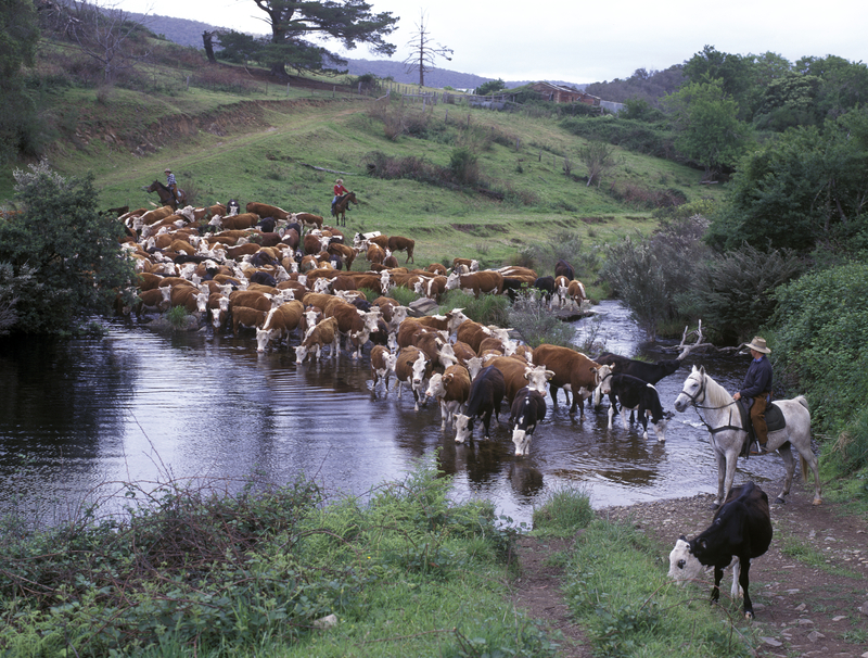 Catlle muster near Mitchell River