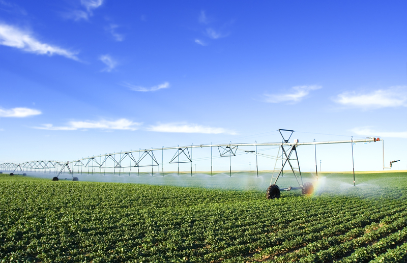 Irrigating potato field