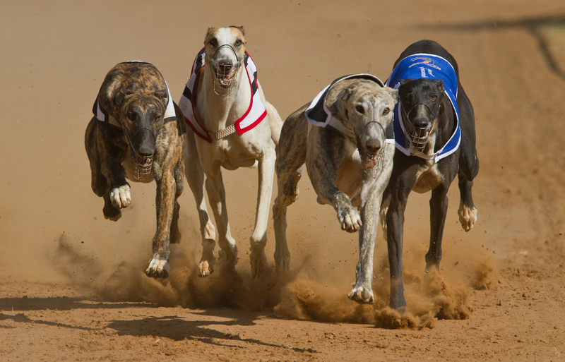 Greyhounds racing