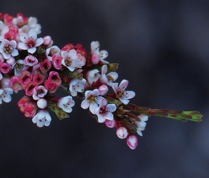 AlloraAdvertiser070126-29