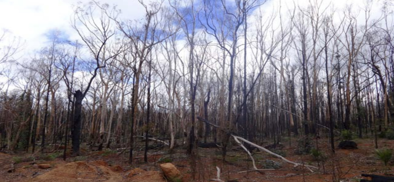 Bullich wetland after fire. Frank Batini 2016