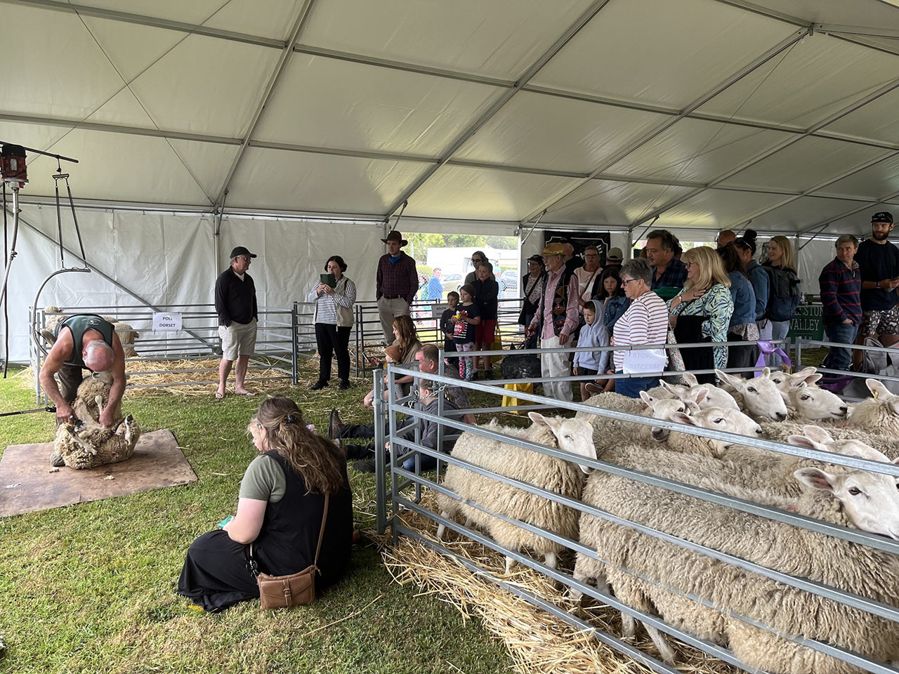 shearing demo