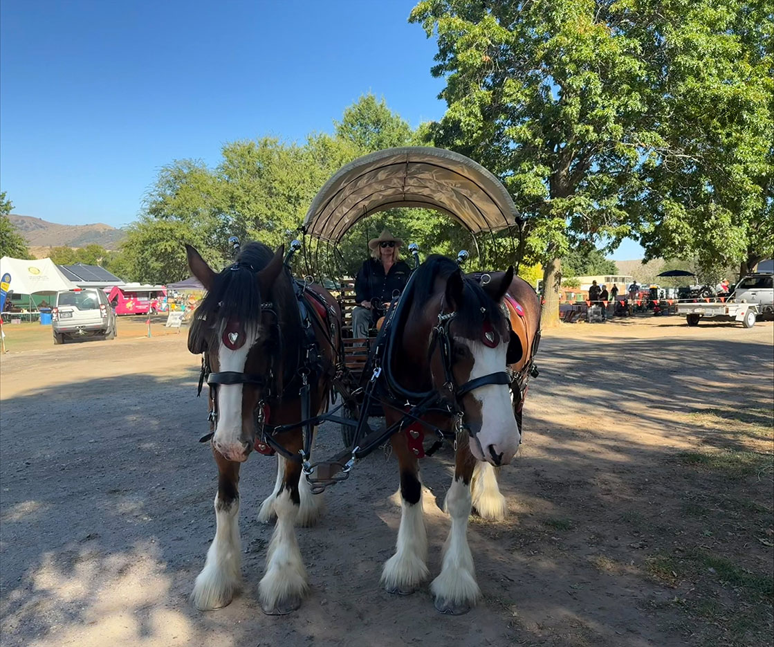 Heavy horses