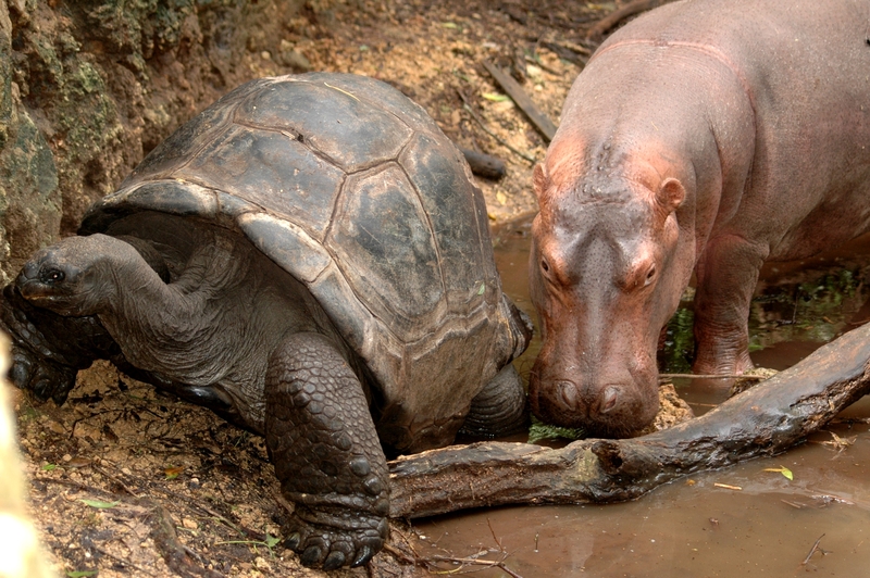 Hippo and tortoise