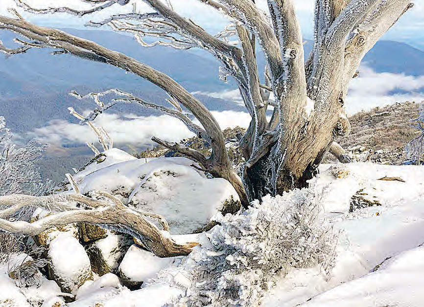 snow gums