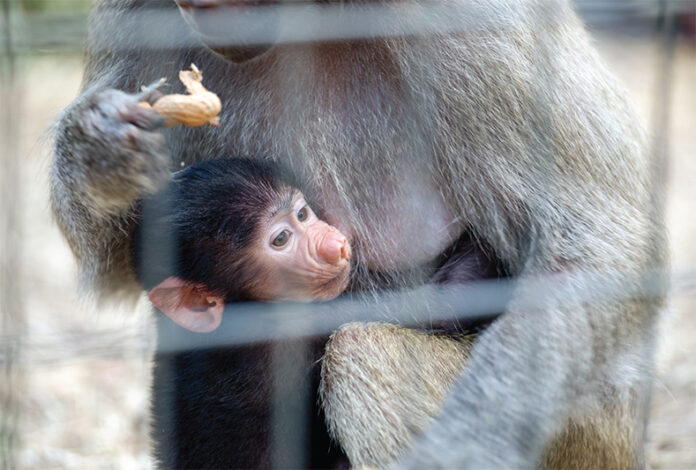 The little guys will feed on their mothers for 6 months, and stay close to the family for their first three years