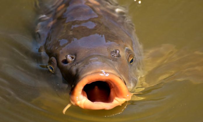 The stink about releasing the carp virus