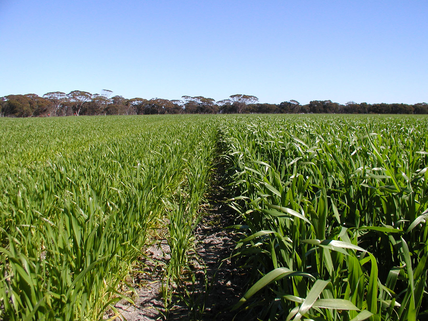 Crop response to Seedbed Conditioner