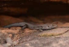 Kungaka_image_1._Tom_Parkin_1_u3tzzx