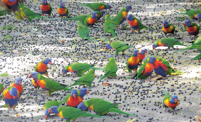 Rainbow Lorikeets Easter Treat