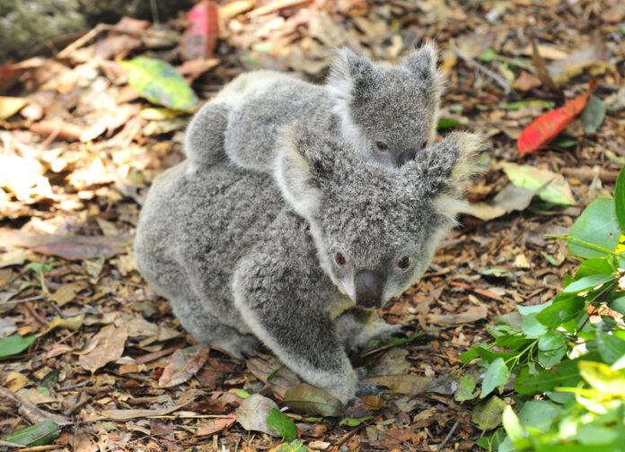 dreamstime_s_24313116