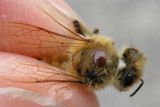 nz-varroa-on-bee-12-mar-2007-crop
