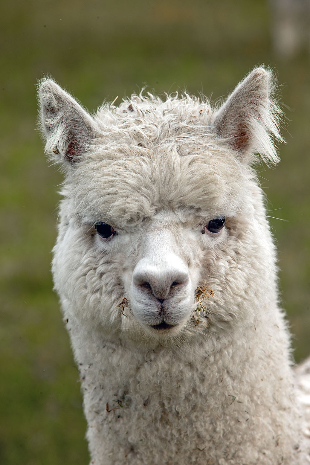 Alpaca