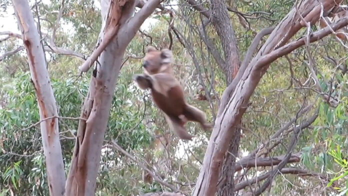 KoalaJumpingKClancyFoundation4.26B Koala jumping