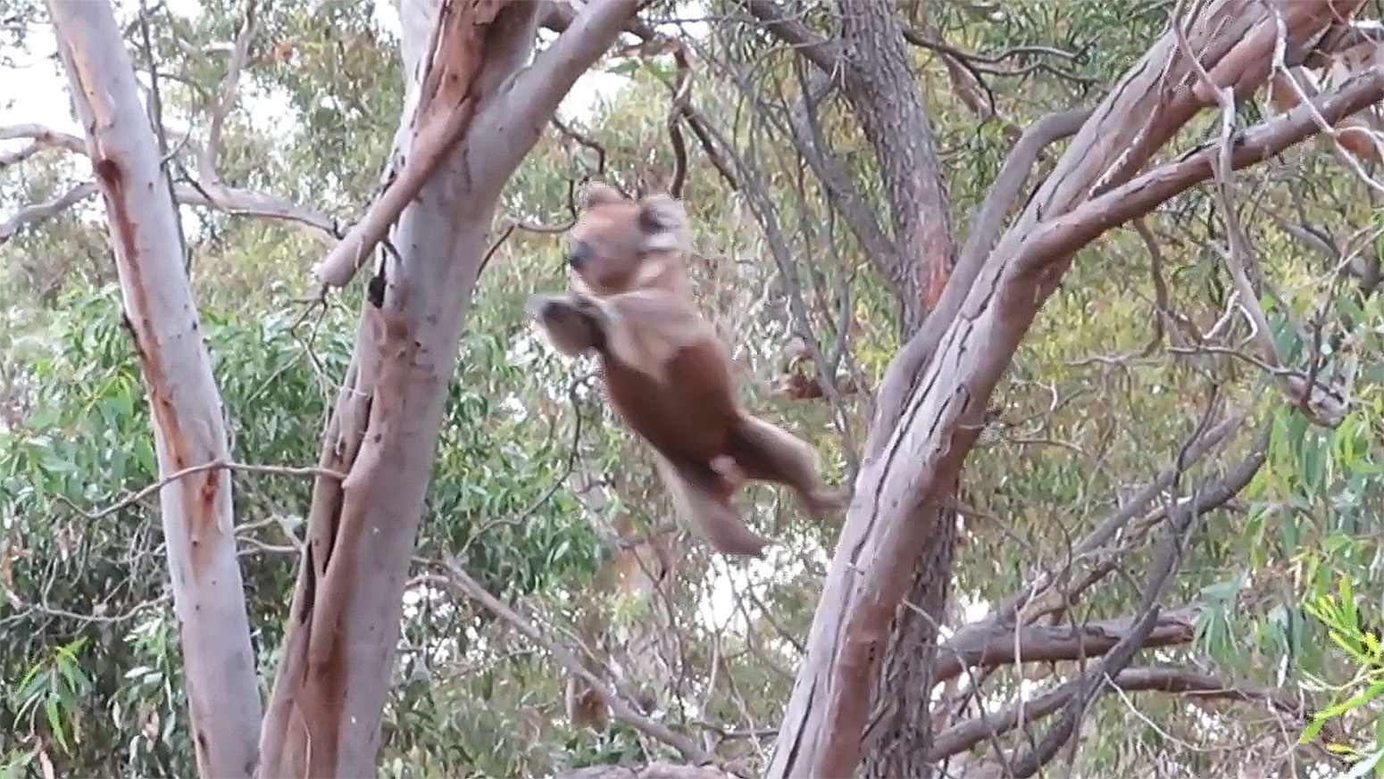 Koala jumping