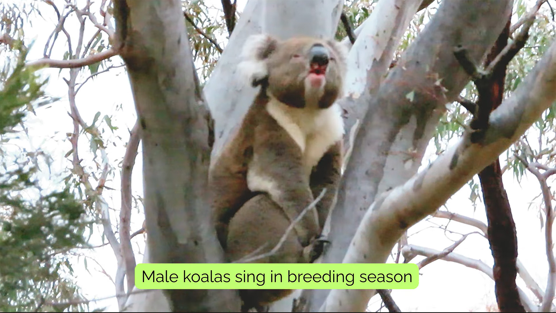 Koala bellowing