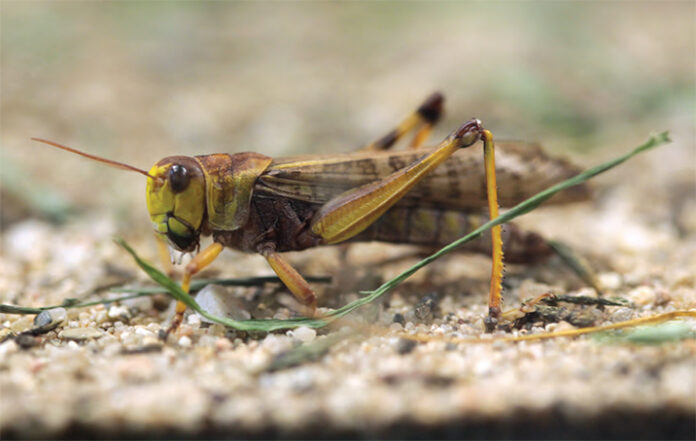 LOCUSTS