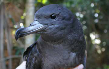 Sable Shearwater