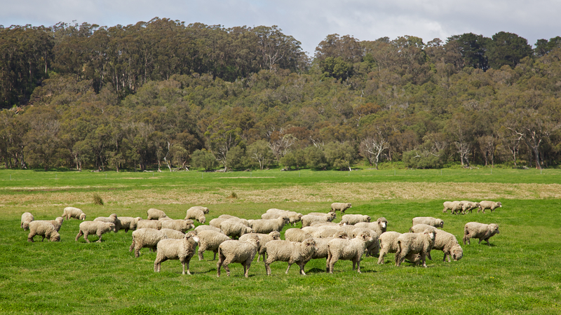 WA sheep