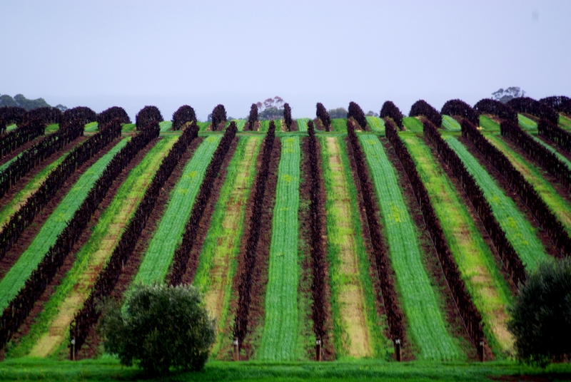McLaren Vale