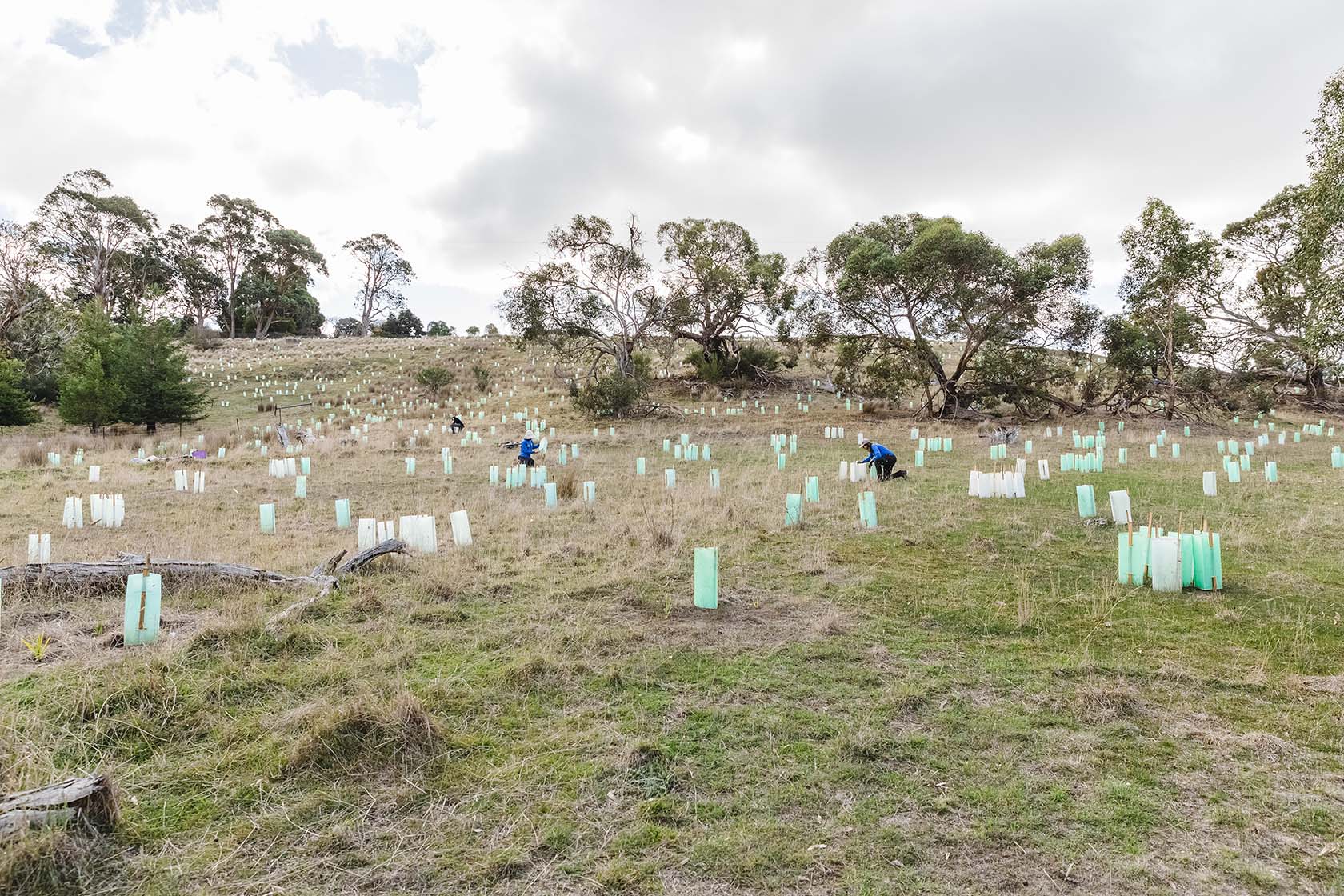 Moorabool River planting
